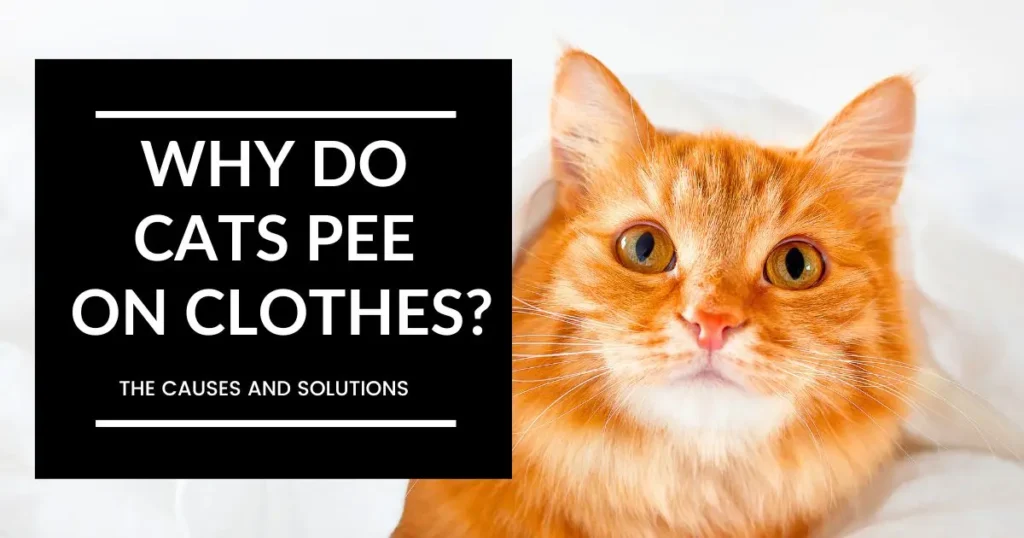 get-rid-of-cat-urine-stains-with-homemade-enzyme-cleaners