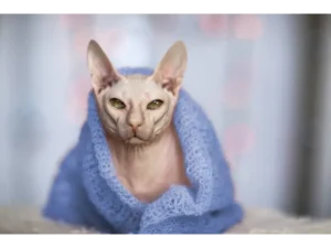 Sphynx