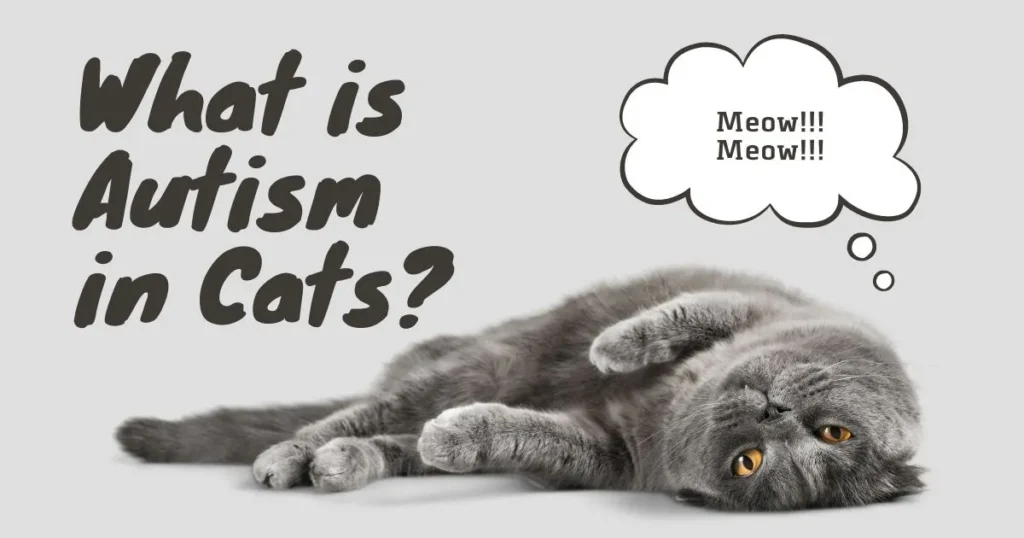 Can Cats Have Autism?