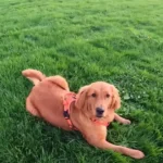 red golden retriever