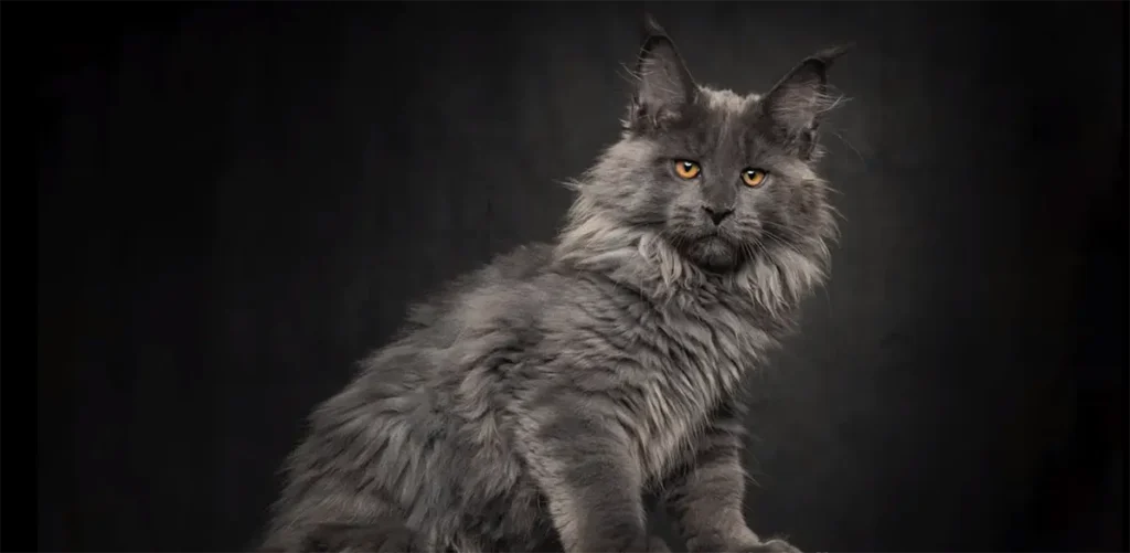 blue smoke maine coon cat