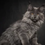 blue smoke maine coon cat