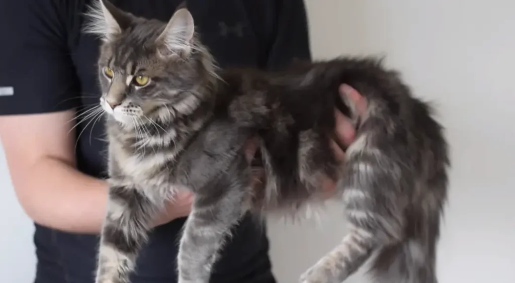 blue maine coon cat