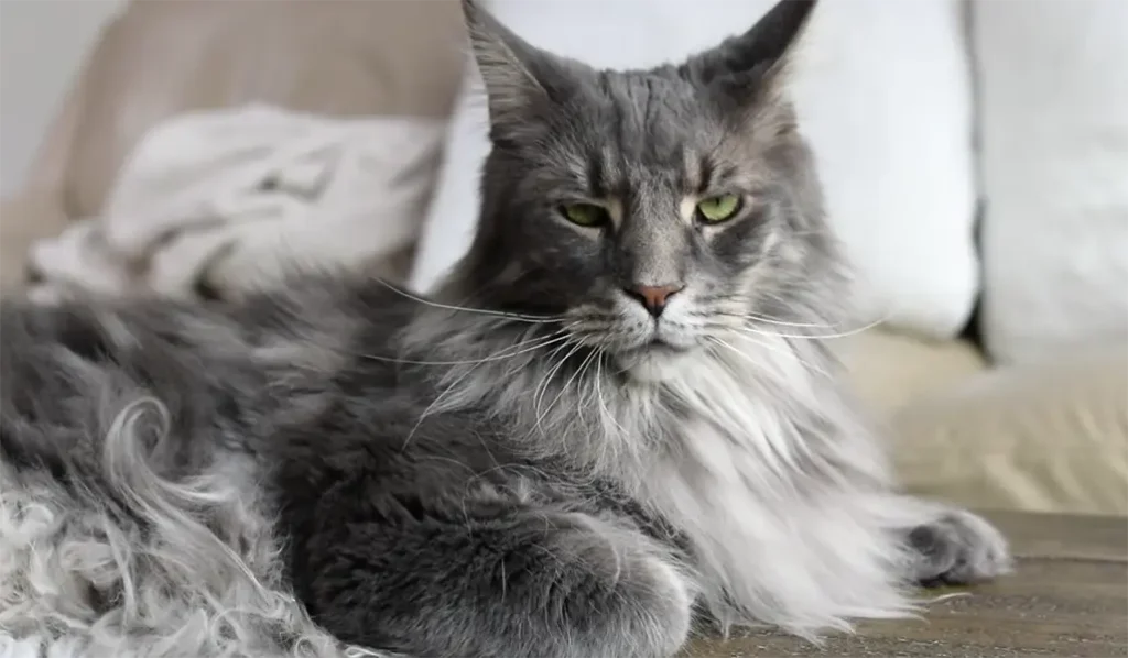 Blue smoke Maine coon cat personality