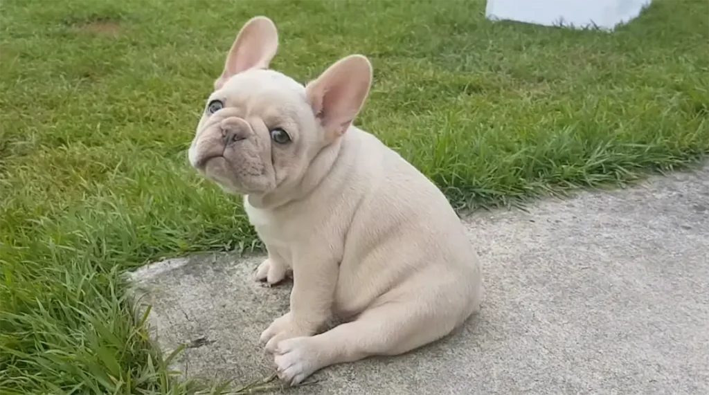 cream color french bulldog