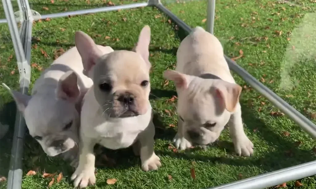 Cream French Bulldog Puppy