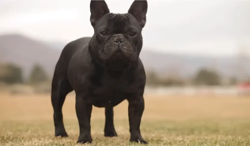 Miniature Frenchies