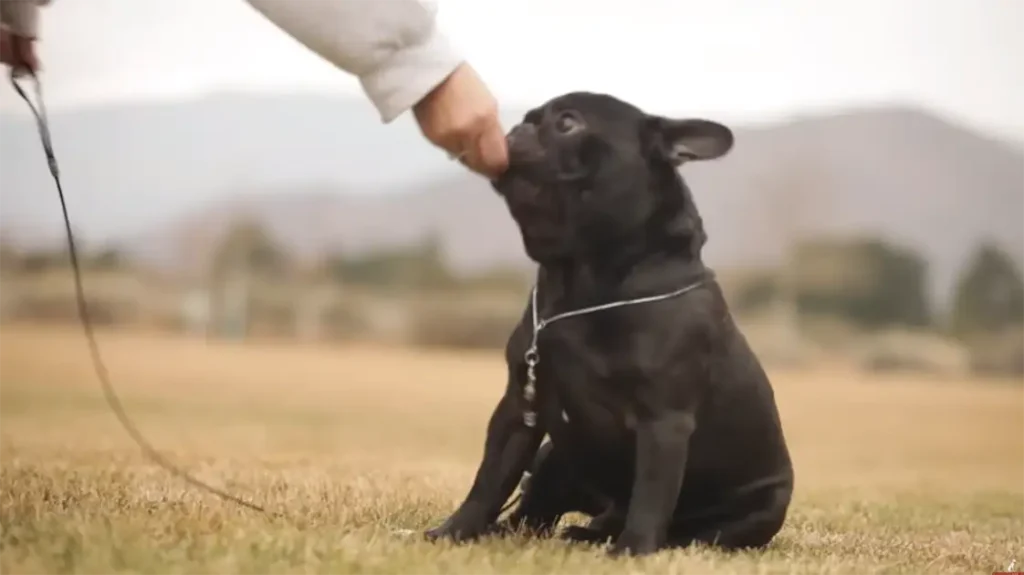 small french bulldog