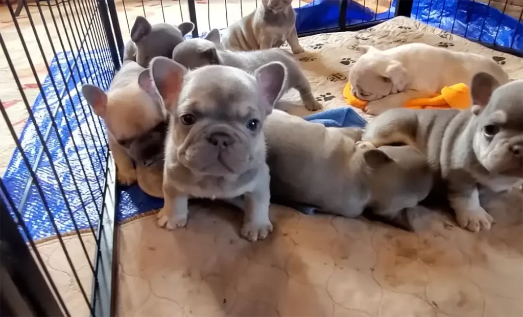 tiny french bulldog