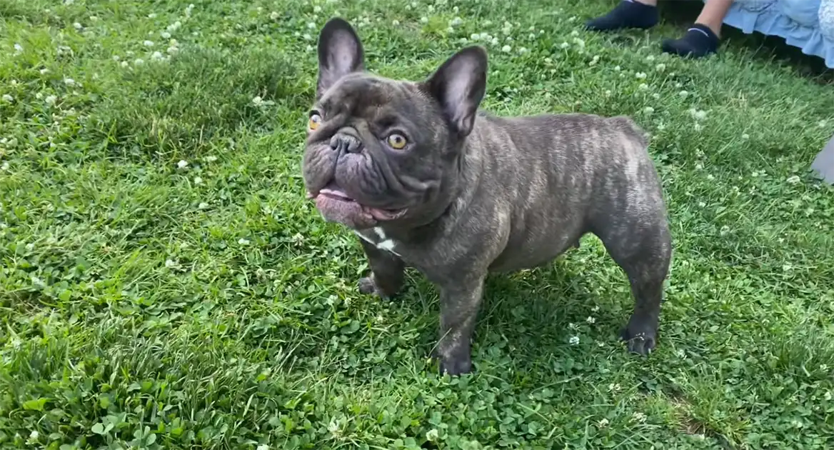 Mini French Bulldogs