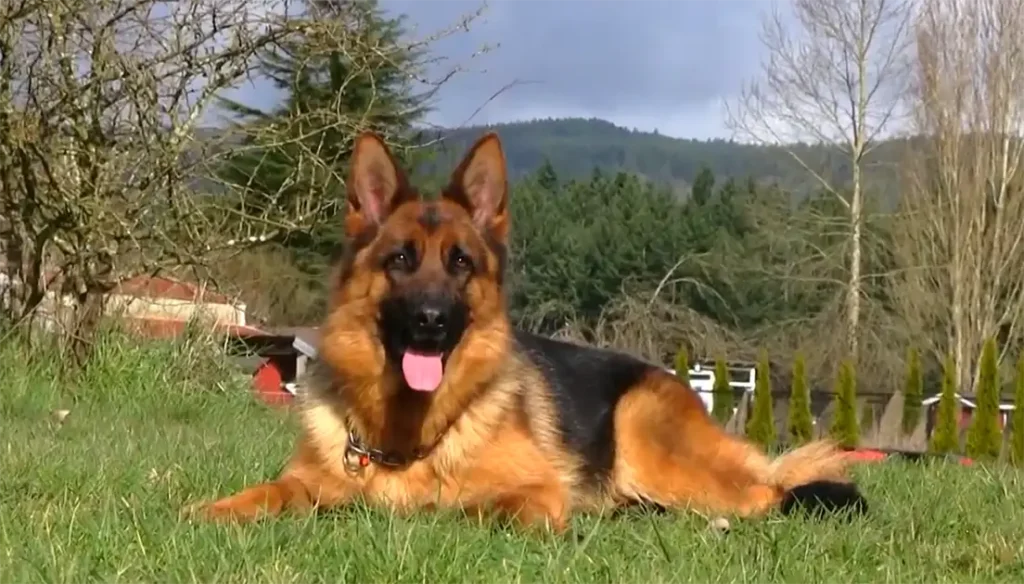 Black And Red German Shepherd