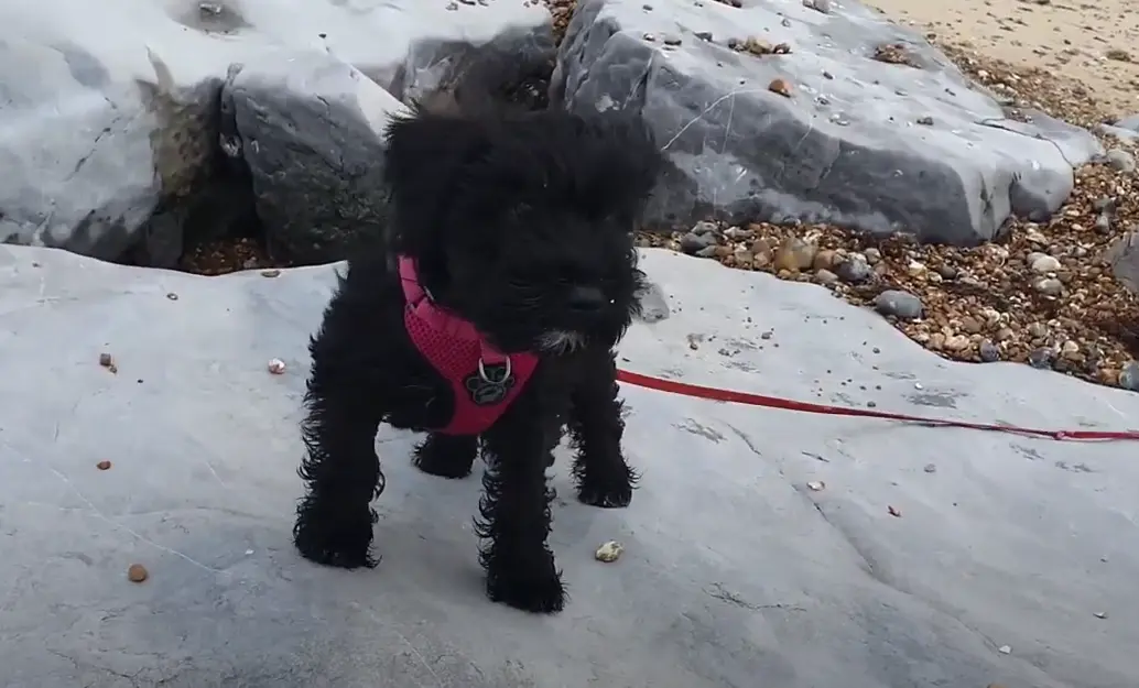 Black Mini Schnauzer Puppies