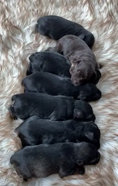 Schnauzer Puppies