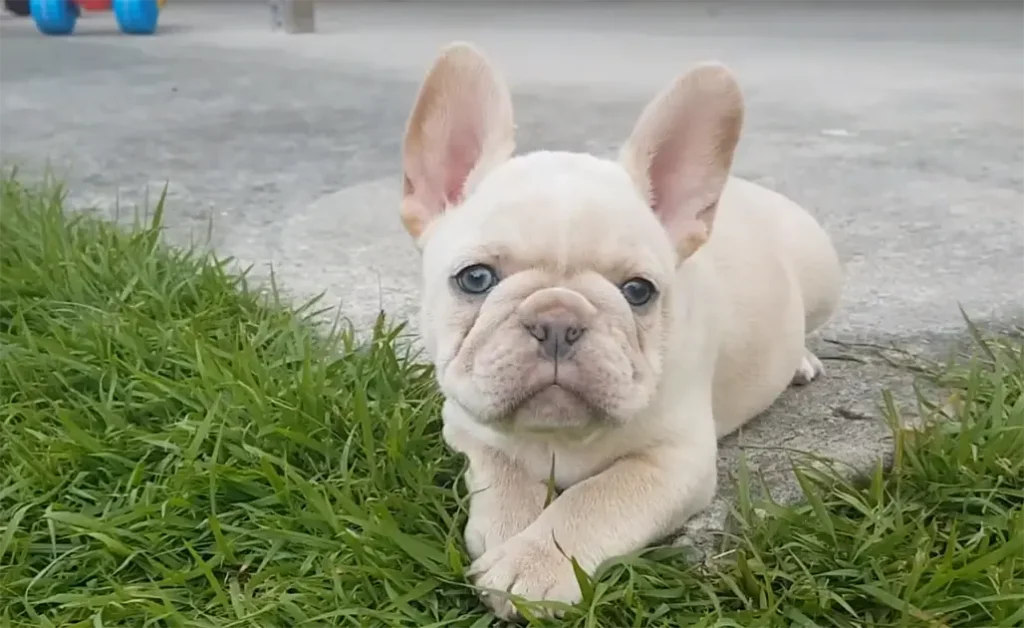 Cream French Bulldog