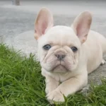 Cream French Bulldog