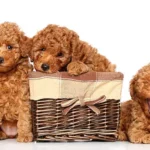 Toy Poodle Red