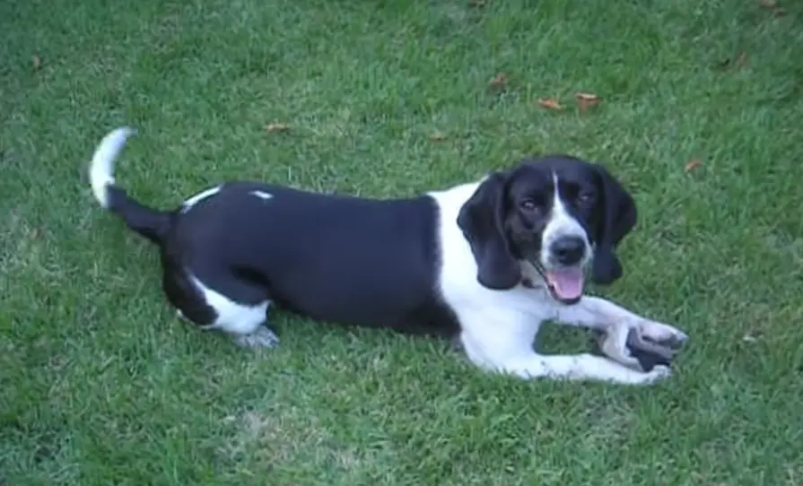 white beagle Coat Types