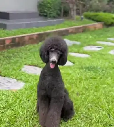 silver miniature poodles