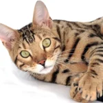 Bengal Cat White