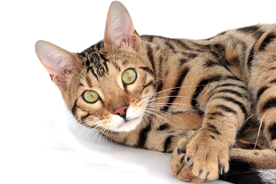 Bengal Cat White