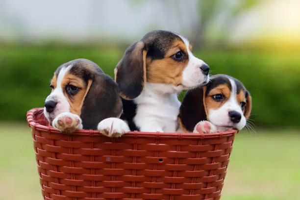 Coat Colors in Beagles