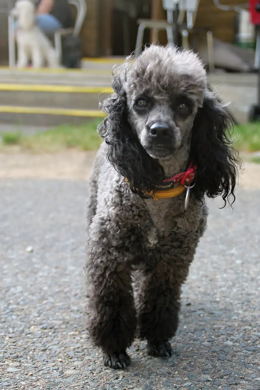 silver poodle standard