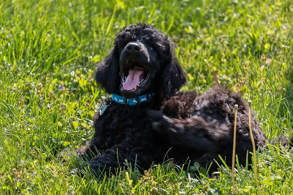 silver standard Poodle